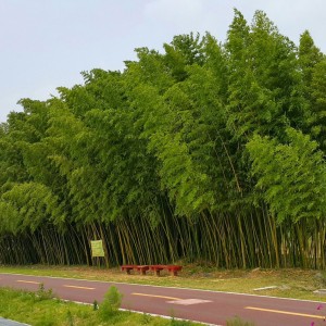 Taehwagang Sipridae Forest
