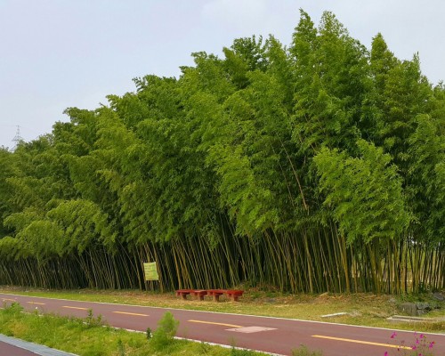 Taehwagang Sipridae Forest