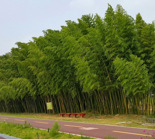 Taehwagang Sipridae Forest