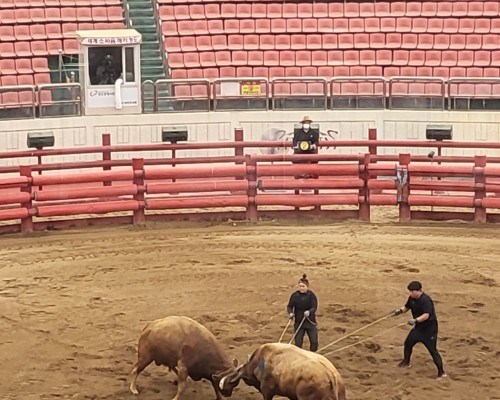 Cheongdo Bullfighting Stadium