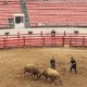 Cheongdo Bullfighting Stadium