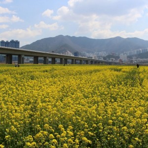 Daejeo Ecological Park