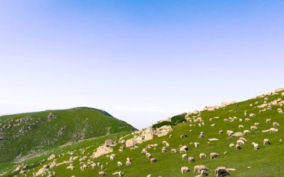 Daegwallyeong Sheep Ranch