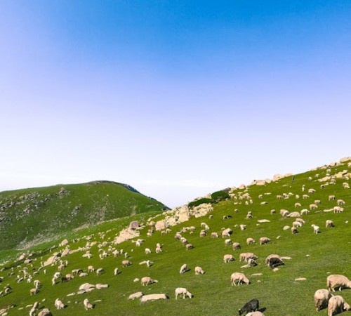 Daegwallyeong Sheep Ranch