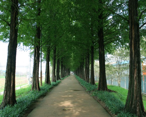 Gongju Metasequoia Road