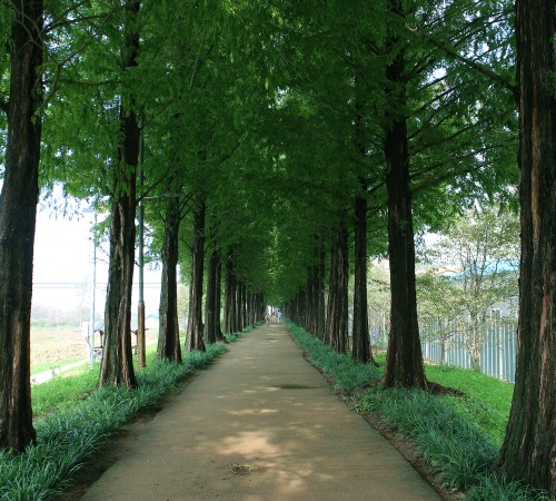 Gongju Metasequoia Road