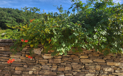 Old walls of Hakdong Village