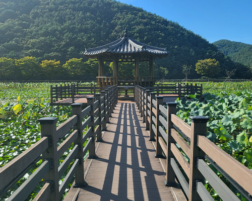 Sang-ri Lotus Park