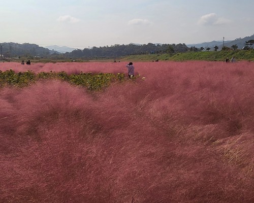 Yugu PinkMuhly Garden