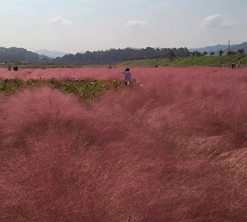 Yugu PinkMuhly Garden
