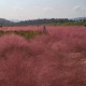 Yugu PinkMuhly Garden