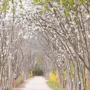 Gyeongbuk Millennium Forest Garden