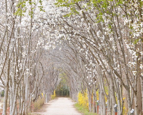 Gyeongbuk Millennium Forest Garden