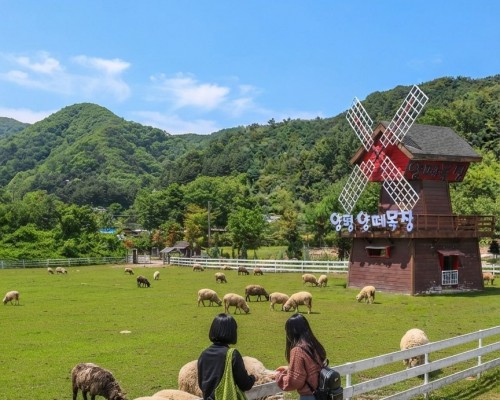 Yangpyeong Sheep Farm
